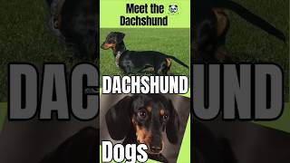 Meet this Dog Breed Dachshund DogsDauch Shund  Animal Pets [upl. by Berkly]