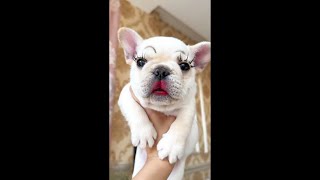 Glamorous Bulldog with Stunning Makeup 💄🐶 [upl. by Aisayt]