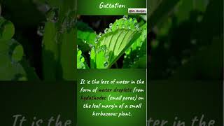 plants guttation biology neet science ytshorts shorts hydathodes [upl. by Llerrat]