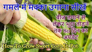 गमले में मक्का या कॉर्न कैसे उगाएं  How To Grow Sweet Corn In Pot in Hindi [upl. by Arbmahs]