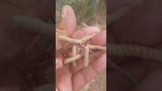 Prosopis pubescens Screwe Bean Mesquite [upl. by Demha]