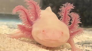 Axolotl that cannot regenerate legs [upl. by Nneb182]