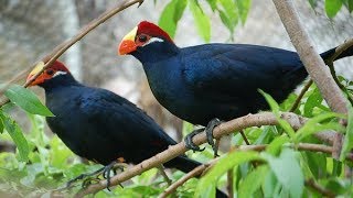 Violet turaco voice Musophaga violacea Exotic bird [upl. by Tripp]