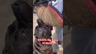 145 lb PRESA Canario Protection Work dogtraining puppy presacanario canecorso fyp shorts dog [upl. by Uziel]