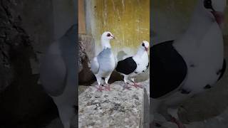 Franconian pigeons breeder pair [upl. by Ettelloc]