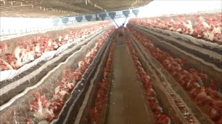 Poultry Layer Unit [upl. by Ise]