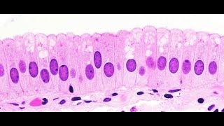 Epitelio 1  Histologia [upl. by Haianeb51]