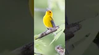 Prothonotary warbler singing shorts [upl. by Delmore]