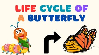 🦋 The Butterfly Life Cycle for Kids 🐛  Fun amp Easy Learning 🌸 [upl. by Manvel]