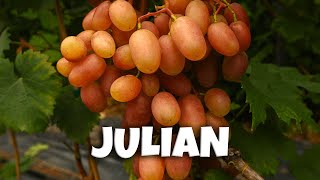 Winorośl deserowa  JULIAN 🍇 [upl. by Jarus]