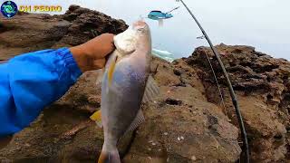 Pescador Lanza su Vinilo al Mar🌊 logrando Increíble😱 Pesca de LENGUADO Y CORVINA [upl. by Enitsirhk]