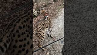 Serval and Savannah on the Leash serval cat servals africancat kitten africancats shorts [upl. by Enyaht93]