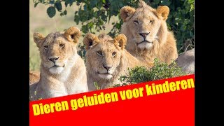 Dieren geluiden voor kinderen  Dutch  Abrillian Channel [upl. by Roux208]