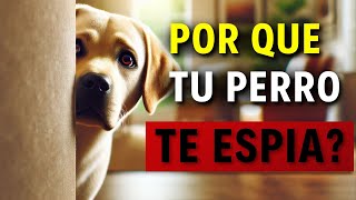 Porque TU PERRO TE VIGILA en todo momento 🐶 15 Sorprendentes Razones [upl. by Euqinomahs402]