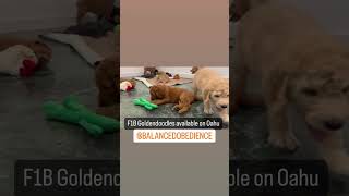 Adorable Goldendoodle puppies playing Learn more about our puppies amp training BalancedObedience [upl. by Ahsilak]