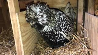 Silver Laced Polish hen laying an egg [upl. by Ibmat]