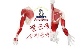 3 팔근육  상지근육 한글amp영어 해부학 그림 anatomy drawing illustration art muscles 근육 [upl. by Reviere]