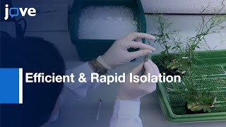 Efficient amp Rapid Isolation Early Stage Embryos From Arabidopsis thaliana Seeds l Protocol Preview [upl. by Gala600]