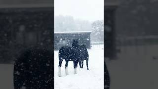 Clydesdales playing in snow horse clydesdale magical [upl. by Naloj]