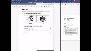 Sunflower VS Fern  Similarity amp Differences [upl. by Irafat]