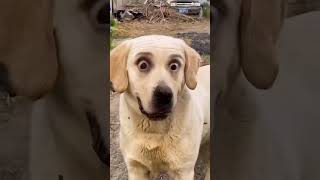 DOG FUNNY TAMIL shortsfeed funnyvideo dog viralshort [upl. by Odranar]