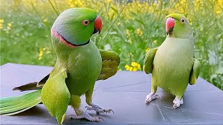 Ringneck Parrot Videos Compilation [upl. by Hanikahs]