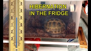 Russian tortoise hibernation in the fridge day 18 [upl. by Ahtan411]