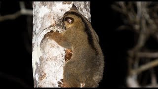 Pale ForkMarked Lemur—Also called Western ForkMarked Lemurs [upl. by Reta]