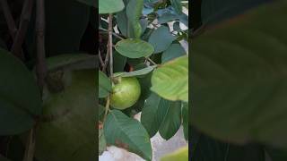 Guavas in my terrace garden fruit shorts [upl. by Wachter199]