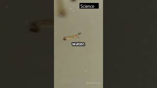 Life cycle of Mosquitos science facts factshorts dailyfacts travel [upl. by Anaeel140]