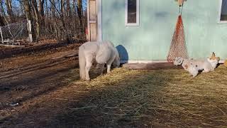 Miniature Horses  The Importance of Deworming Your Mini Horse [upl. by Corri]