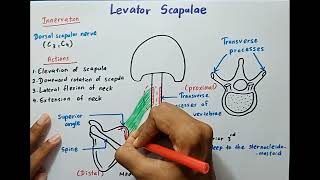 Levator Scapulae  Origin Insertion Innervation Actions  Anatomy [upl. by Helge528]