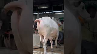 Biggest cow in Bangladesh Dhamka entry 💥 [upl. by Dranyam]