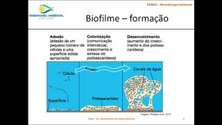 Ecologia Microbiana  vídeo 1 [upl. by Ainoloppa]