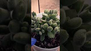 Cotyledon Cat Claw cactusysuculentas plantas suculentas suculents jardin plants shortvideo [upl. by Dunaville]