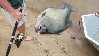 Piranha Feeding Frenzy Live Feeding of Iridescent Shark Prey with Impressive Attack Strategies [upl. by Ennyl]