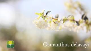 Osmanthus delavayi [upl. by Desdamonna]