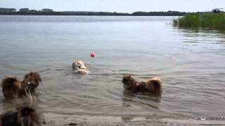 Lhasa Apso  Maltese dog swimming for the first time [upl. by Pillow819]