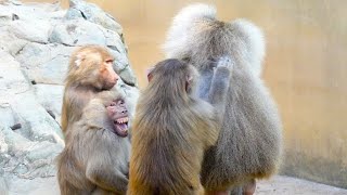 Pavian Baboons Eifersüchtiges Weibchen im Harem Screaming Monkey [upl. by Ailil798]