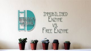 ALevel Biology  Experiment Immobilised enzyme vs free enzyme [upl. by Dew]