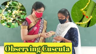 Cuscuta  Parasitic Nutrition in Cuscuta  Nutrition  Dodder plant  10th class Biology [upl. by Akoyin]