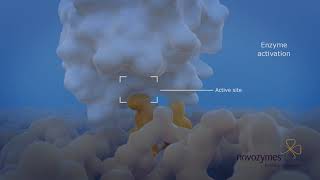 Lipase Enzymes in Action [upl. by Ahsehat]