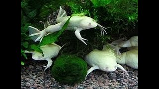 🐸 rã Xenopus Xenopus laevis [upl. by Icart762]