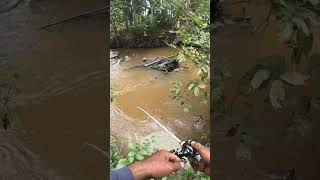 rning River Fishing Catching Big Fish in a Small Stream Adventure [upl. by Meelas]