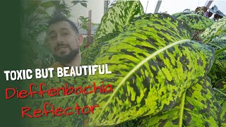 Dieffenbachia Reflector Ultimate Guide [upl. by Pich]