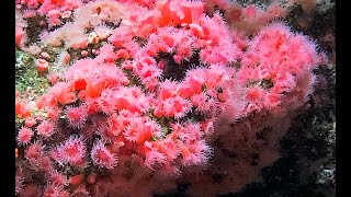 ストロベリーアネモネ Strawberry anemone Corynactis californica [upl. by Aniloj]