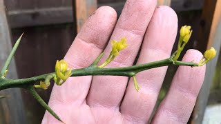 Poncirus trifoliata Spring growth update unfortunately no sign of flower buds yet 😢 [upl. by Dewain]