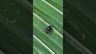 View of a Common green bottle fly from its dorsal side insects flies [upl. by Sup]