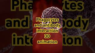 Phagocytes and antibody interaction  3D animation [upl. by Ynelram]