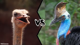 OSTRICH VS CASSOWARY  Who would win [upl. by Nacim]